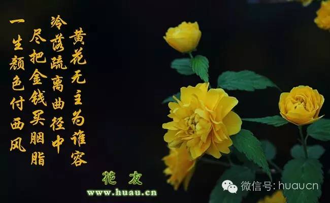 【棣棠花】棣棠花的栽培技术