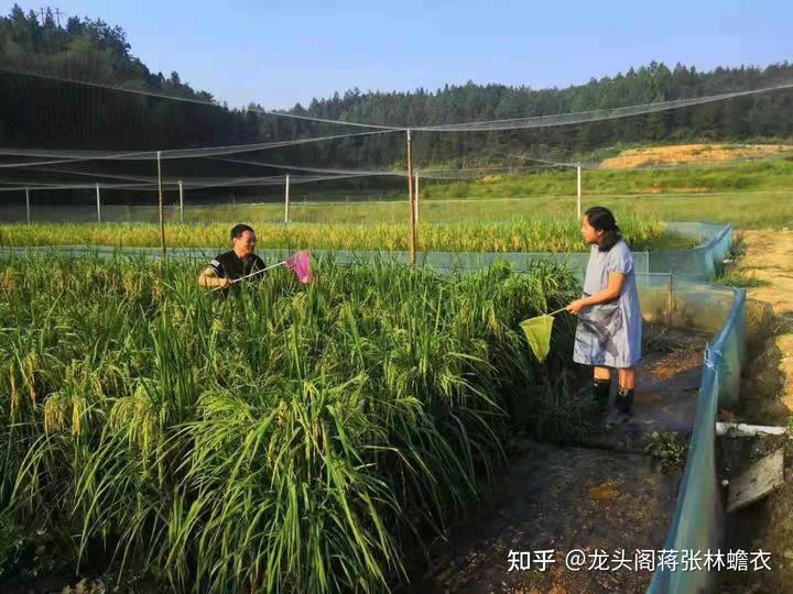 养殖最新总结蝇蛆技术论文_最新总结蝇蛆养殖技术_养殖最新总结蝇蛆技术视频