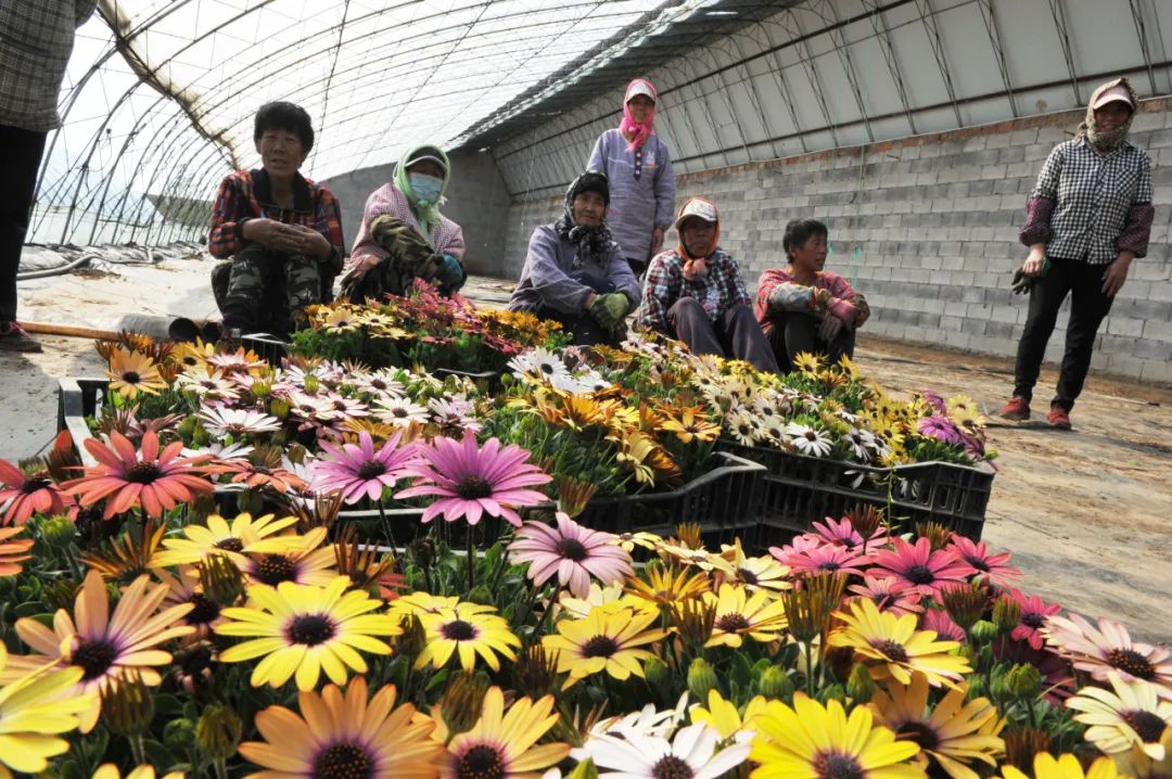 致富种植视频全集_园艺种植致富吗_种植致富业