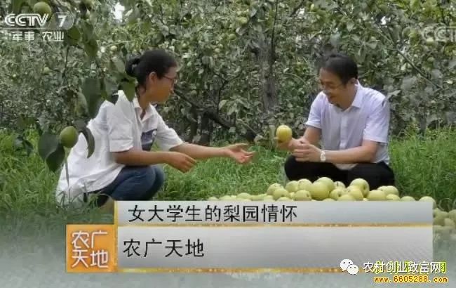 女大学生张慧玲种植雪花梨的致富奥秘