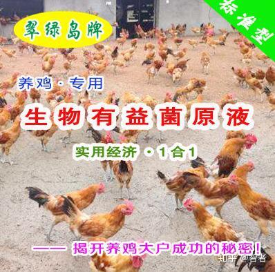 蝇蛆养鸡技术—可以改善鸡肉质