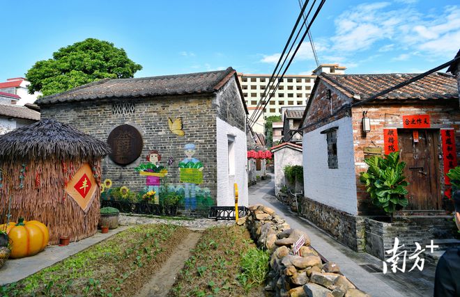 兰花基地种植技术_兰花种植基地技术要求_兰花苗基地在什么地方