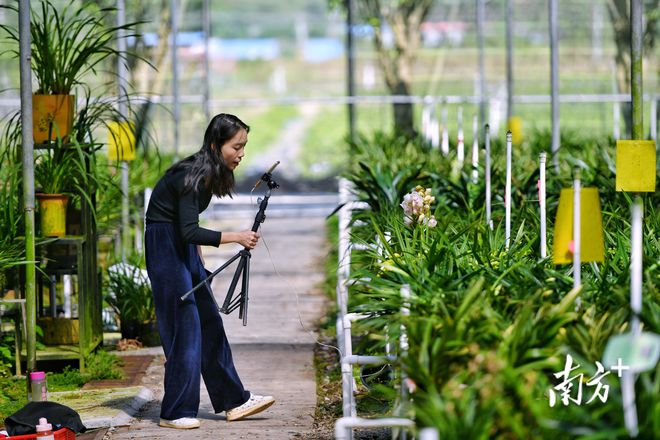 兰花种植基地技术要求_兰花基地种植技术_兰花苗基地在什么地方