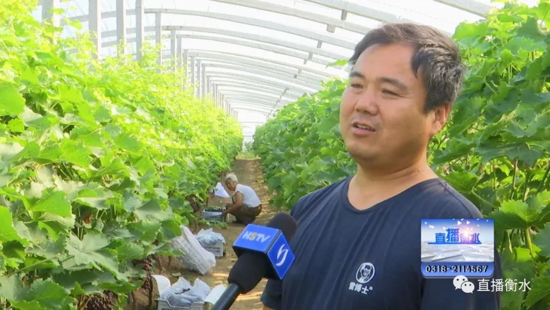 【劳动创造幸福】葡萄种植让村民走上致富路