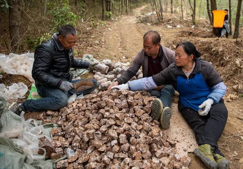 种植南瓜视频教程_南瓜种植致富视频_种植南瓜的视频