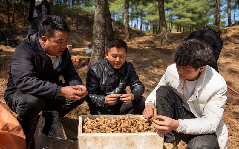 种植南瓜的视频_种植南瓜视频教程_南瓜种植致富视频