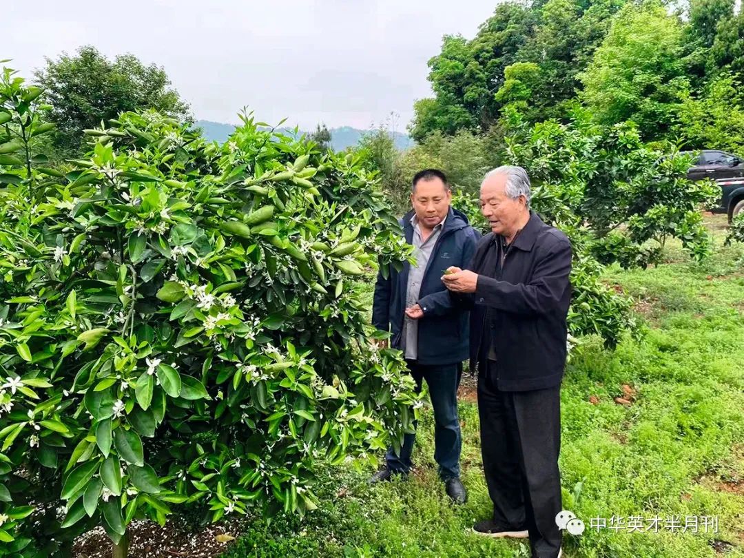 农业节目致富经种植视频_种植致富案例_科学种植致富视频