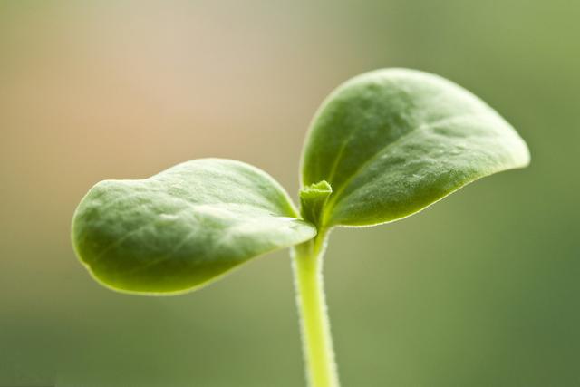 麦套西瓜的种植技术_小麦西瓜套种_麦茌西瓜怎么种