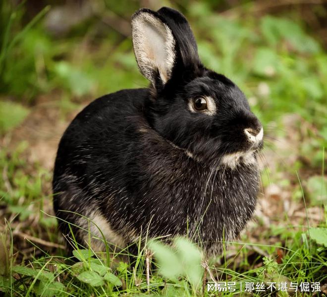 养殖肉食兔_肉用兔养殖技术_兔养殖肉技术用途是什么