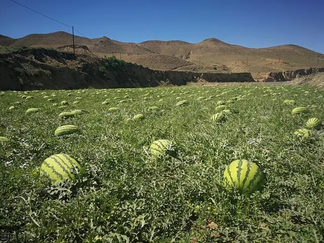 麦套西瓜的种植技术_麦套西瓜什么时候育苗_麦套西瓜种植技术视频