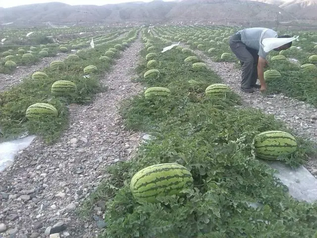 麦套西瓜的种植技术_麦套西瓜什么时候育苗_麦套西瓜种植技术视频