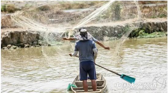 瞄准黄颡鱼，这个村找到了致富“敲门砖”