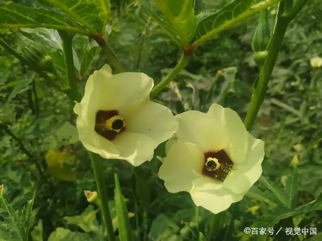 黄秋葵种植_种植黄秋葵致富_种黄秋葵赚钱吗