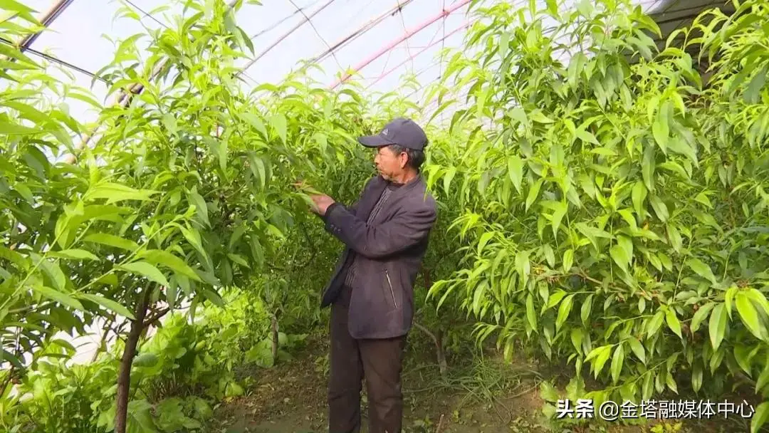 金塔中药种植致富_金塔中药种植致富_金塔中药种植致富