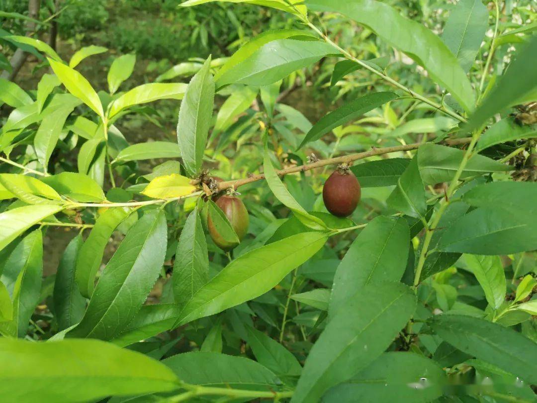 金塔中药种植致富_金塔中药种植致富_金塔中药种植致富