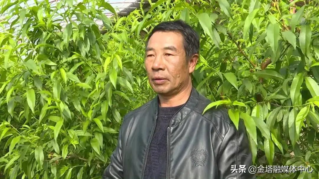 金塔中药种植致富_金塔中药种植致富_金塔中药种植致富