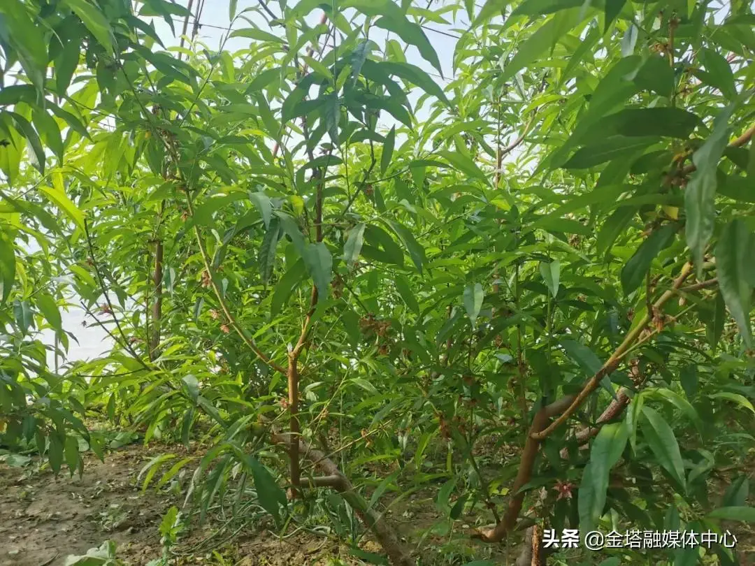 金塔中药种植致富_金塔中药种植致富_金塔中药种植致富