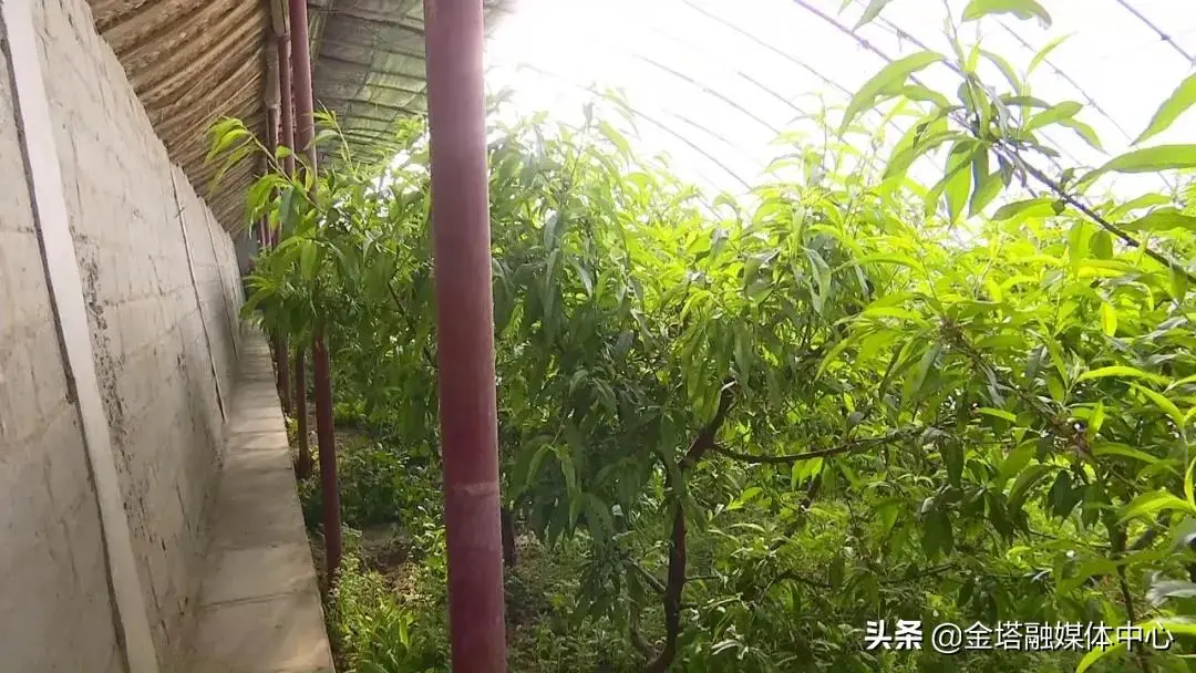 金塔中药种植致富_金塔中药种植致富_金塔中药种植致富