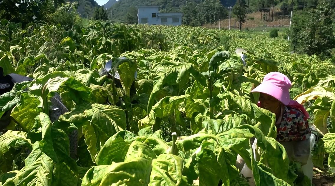 黔南平塘：烤烟种植铺就群众致富路