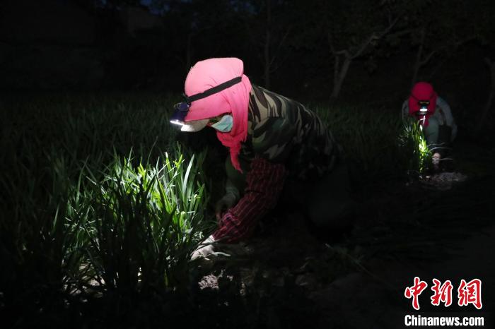 在宁夏灵武市郝家桥镇兴旺村，村民正在连夜收割韭菜。　于晶 摄