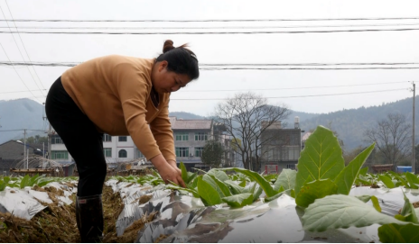 南平建阳：不负好春光 遍地耕作忙