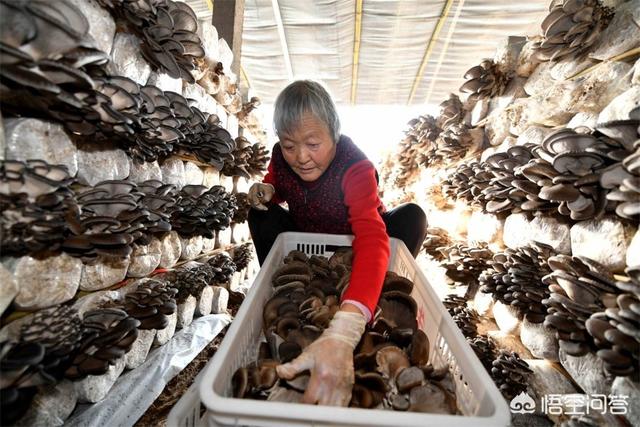 在农村进行平菇种植怎么样？在哪里可以学习种植技术？