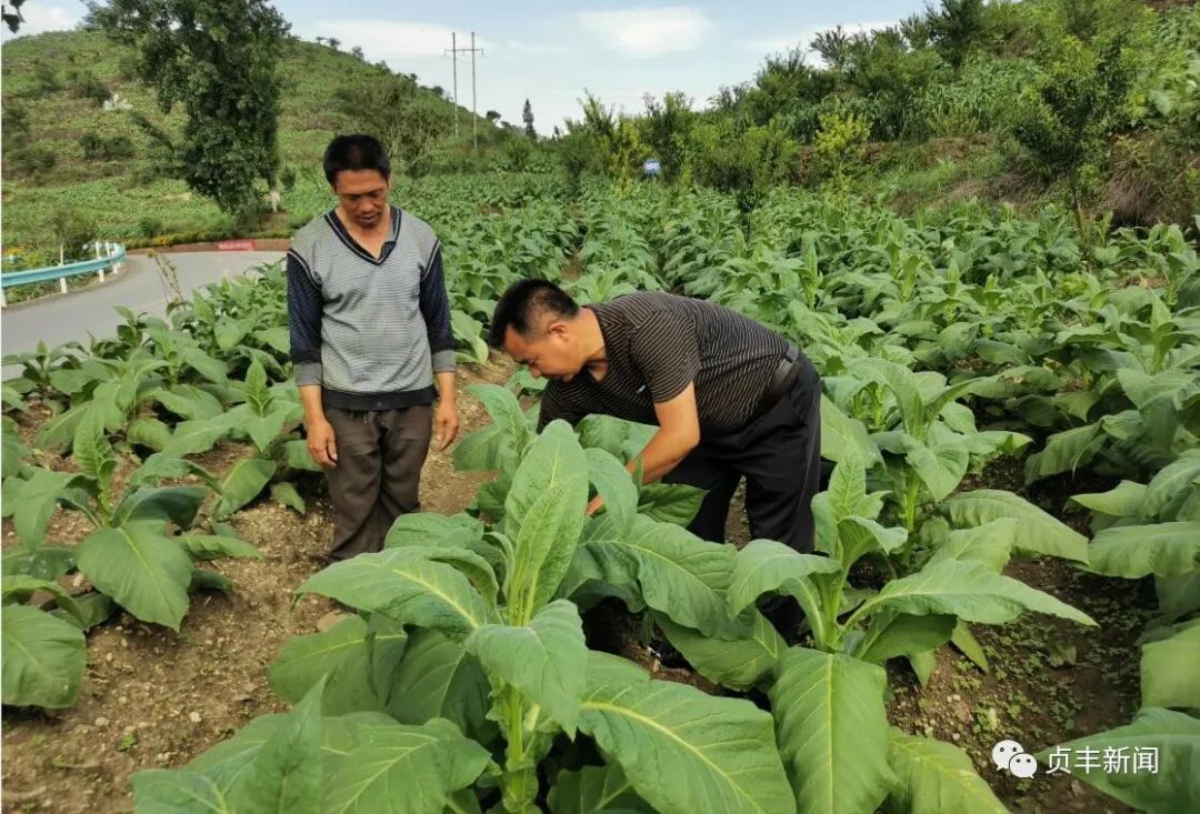 视频致富种植烤烟是真的吗_视频致富种植烤烟怎么做_烤烟种植致富视频