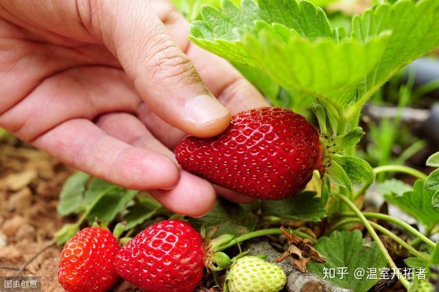 冬季草莓种植温度_冬季温室草莓种植技术视频_冬季种植草莓最低温度是多少