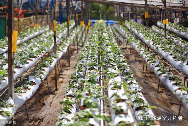 冬季温室草莓种植技术视频_冬季种植草莓最低温度是多少_冬季草莓种植温度