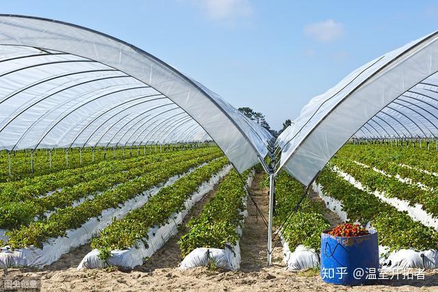 冬季温室草莓种植技术视频_冬季种植草莓最低温度是多少_冬季草莓种植温度