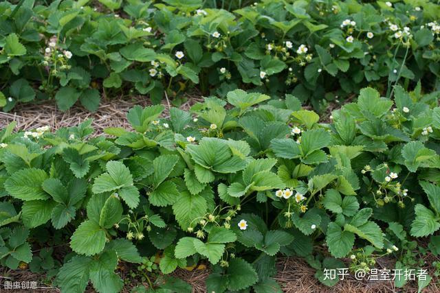 冬季种植草莓最低温度是多少_冬季温室草莓种植技术视频_冬季草莓种植温度