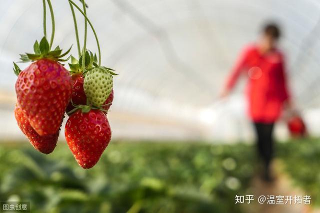 冬季温室草莓种植技术视频_冬季种植草莓最低温度是多少_冬季草莓种植温度