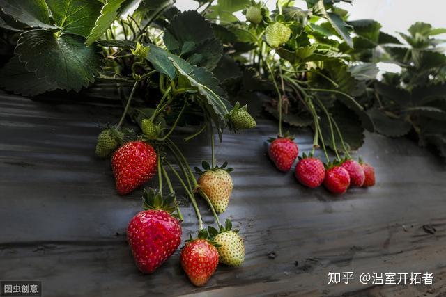 冬季草莓种植温度_冬季种植草莓最低温度是多少_冬季温室草莓种植技术视频