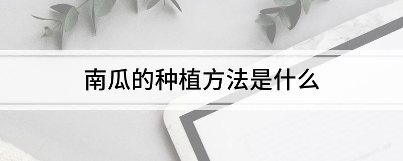 南瓜的种植方法是什么