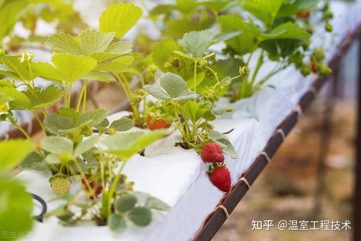 冬季草莓种植温度_冬季温室草莓种植技术视频_冬季种植草莓最低温度是多少