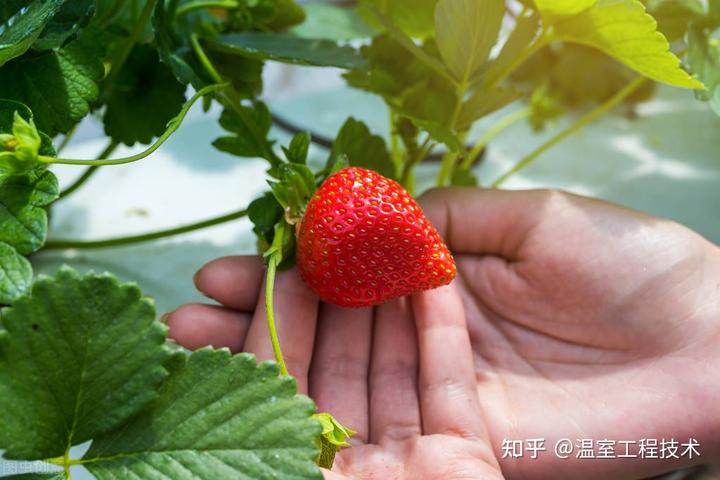 冬季种植草莓最低温度是多少_冬季温室草莓种植技术视频_冬季草莓种植温度