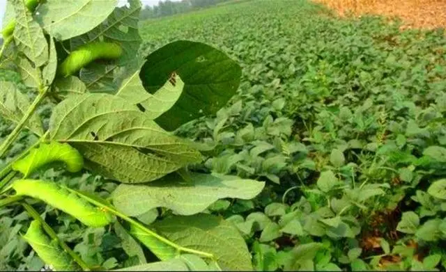 致富养殖豆虫图片_致富经豆虫养殖_致富经养豆虫养殖视频