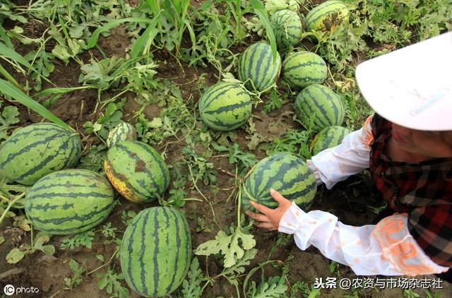 无籽水果真是转基因或使用避孕药种的吗？人吃了对身体有危害吗？