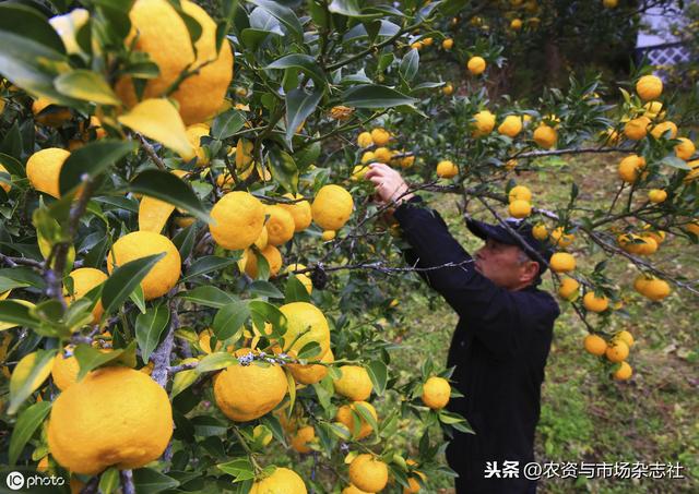 有关做水果的致富经_卖水果致富_水果致富经