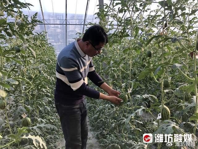 自助视频致富农场是真的吗_致富经自助农场视频_致富农场app下载