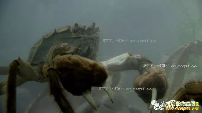 90后养蛇致富经_致富经90后小伙养猪_养蛇致富女蛇毒44亿