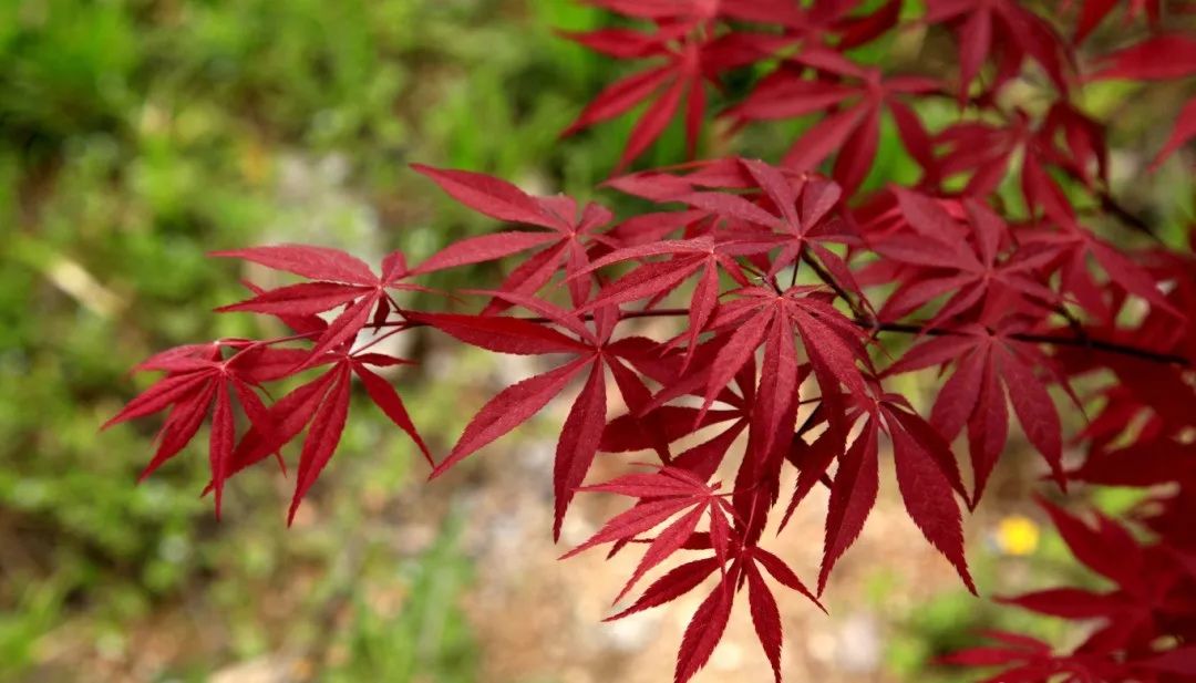 红枫种植_美国红枫种植技术视频_美国红枫种植管理技术