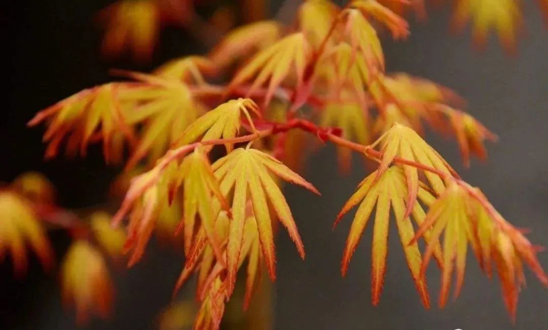 红枫种植_美国红枫种植技术视频_美国红枫种植管理技术