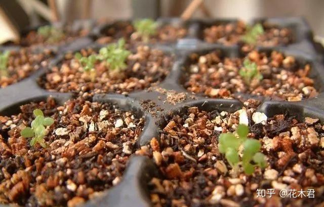 菠萝种植技术以及环境要求_菠萝种植技术视频教程_菠萝的种植技术