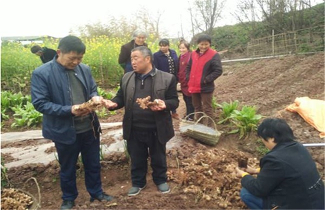 黄精适宜什么土壤种植时间和方法介绍