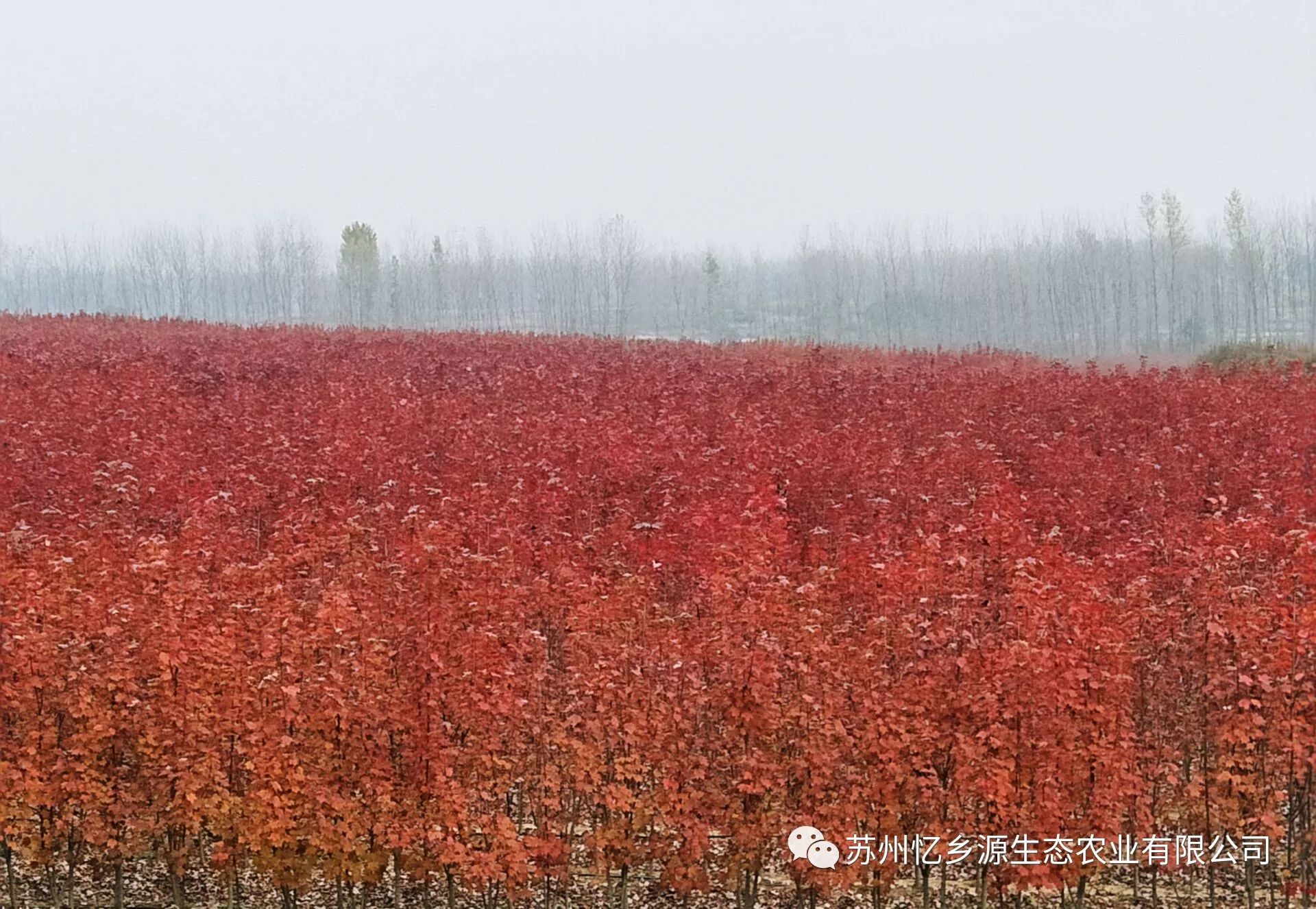 美国红枫种植技术视频_美国红枫盆栽种子种植方法视频_美国红枫种植管理技术