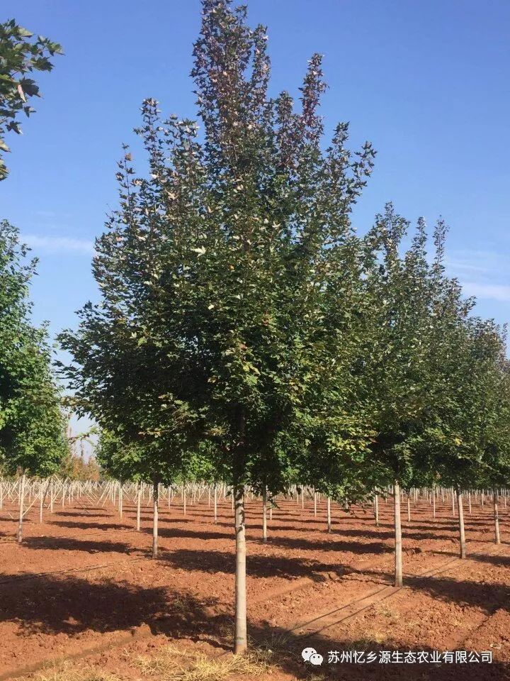 美国红枫种植技术视频_美国红枫盆栽种子种植方法视频_美国红枫种植管理技术