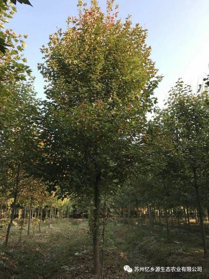 美国红枫盆栽种子种植方法视频_美国红枫种植管理技术_美国红枫种植技术视频