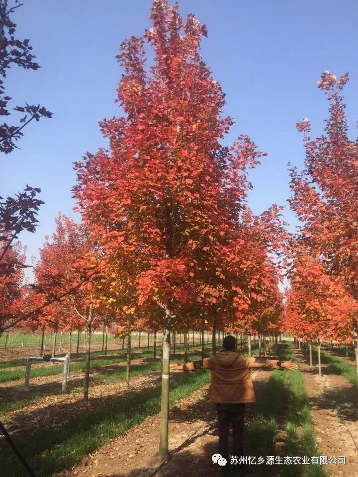 美国红枫种植技术视频_美国红枫盆栽种子种植方法视频_美国红枫种植管理技术