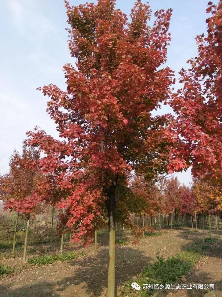 美国红枫种植技术视频_美国红枫种植管理技术_美国红枫盆栽种子种植方法视频